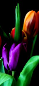 オレンジと紫のチューリップ1