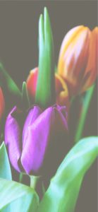 オレンジと紫のチューリップ2