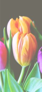 オレンジのチューリップ2