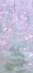 しだれ桜2