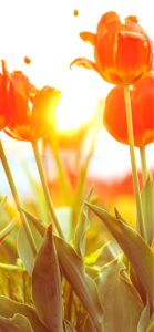 春の光とチューリップ1