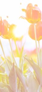 春の光とチューリップ2