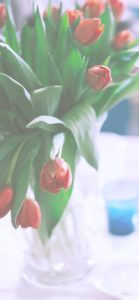 赤いチューリップ2