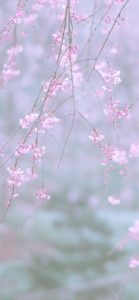 しだれ桜2
