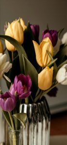 黄色と紫のチューリップ1