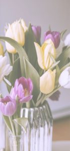 黄色と紫のチューリップ2