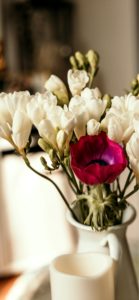 白いフリージア1