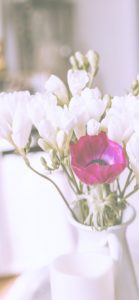 白いフリージア2