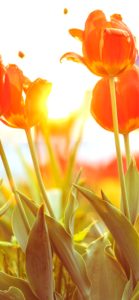 春の光とチューリップ1