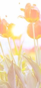 春の光とチューリップ2