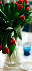 花瓶に挿した赤いチューリップ1