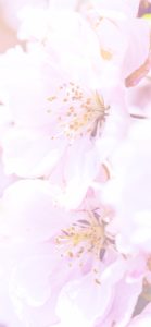 桜色2