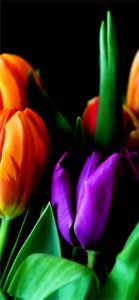 紫とオレンジのチューリップ5