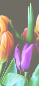 紫とオレンジのチューリップ6