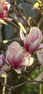 ピンクのもくれん1