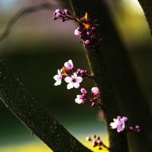 木と桜の花1