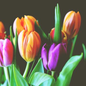 オレンジと紫のチューリップ2