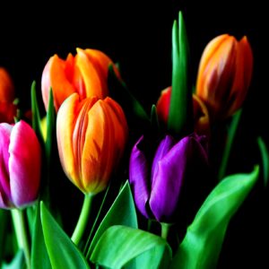 オレンジと紫のチューリップ1