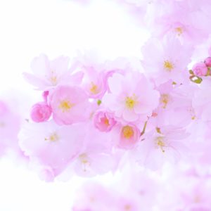八重桜2