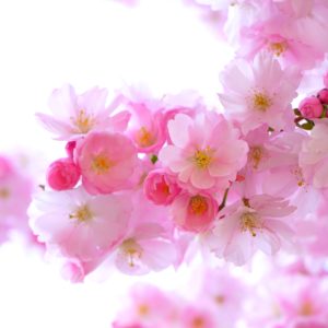 八重桜1