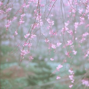 しだれ桜2