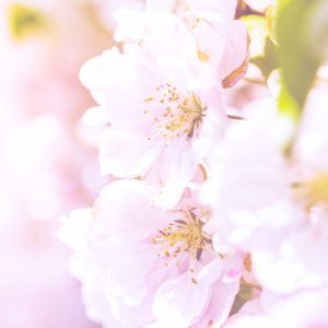 桜色2