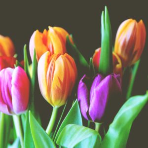 オレンジのチューリップA-2