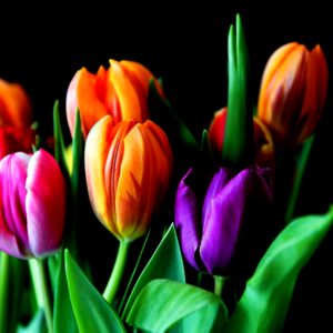 オレンジのチューリップA-1