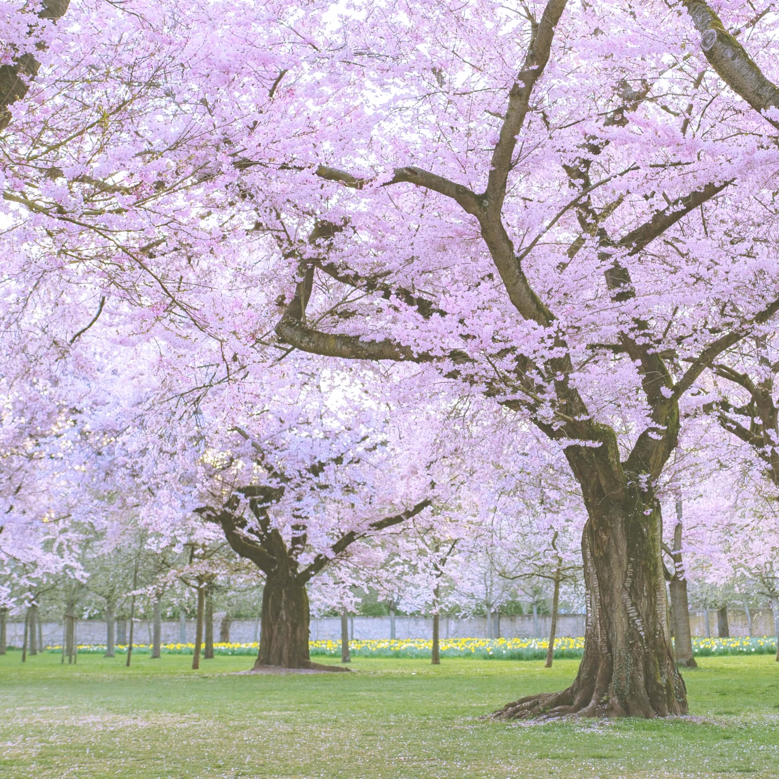 公園の桜2