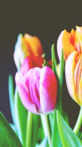 ピンクのチューリップ1