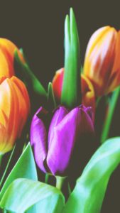 紫のチューリップ1