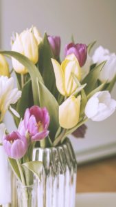 黄色と紫のチューリップ1