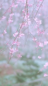 しだれ桜1