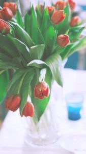 赤いチューリップ1