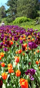 オレンジと紫のチューリップ畑1