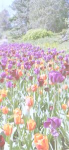 オレンジと紫のチューリップ畑2