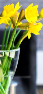 黄色い水仙1