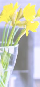 黄色い水仙2