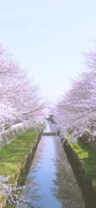 水路に映る桜2