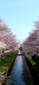 水路に映る桜1