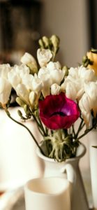 白いフリージア1