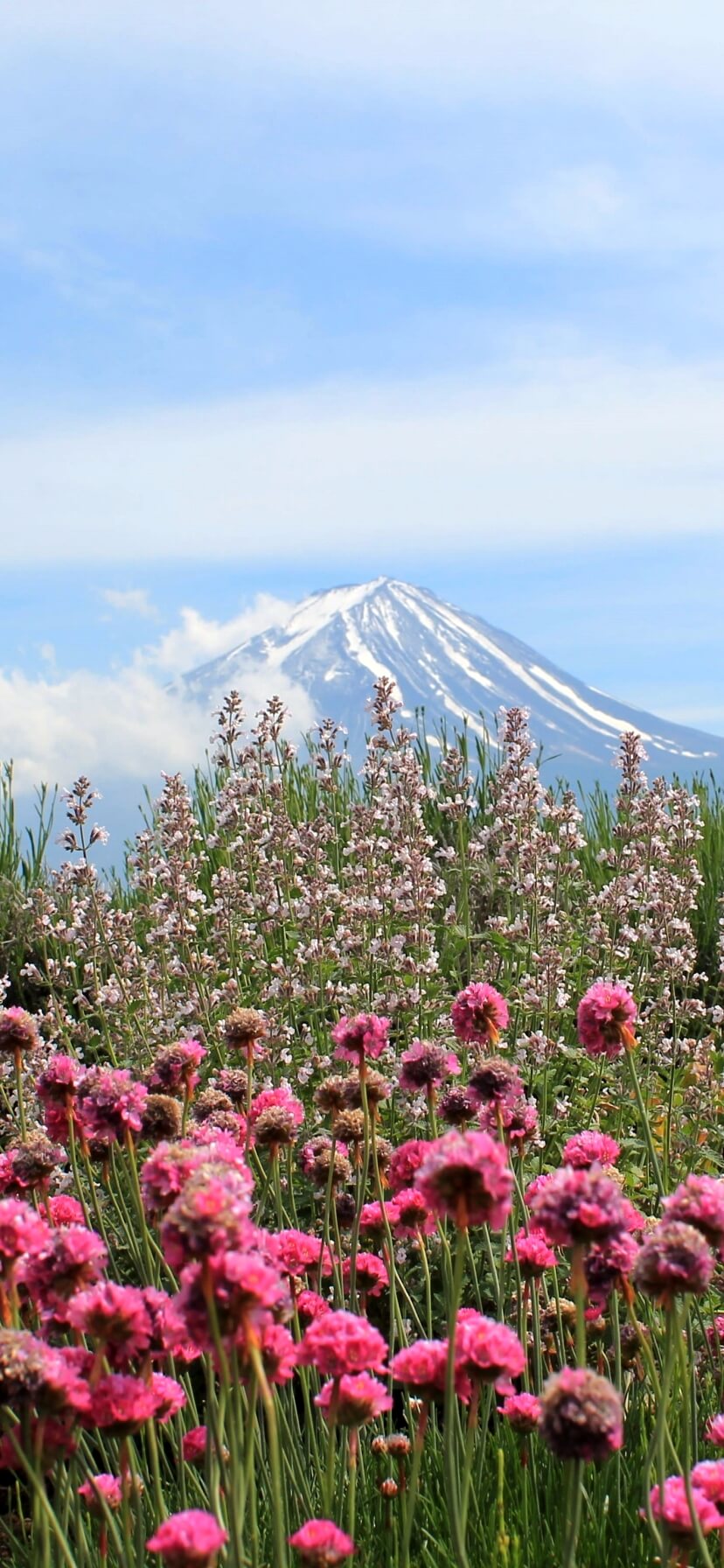 最新 春 壁紙 春 画像 おしゃれ 最高の画像壁紙日本afhd