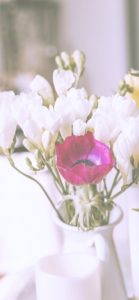 白いフリージア2