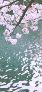 水辺の桜1