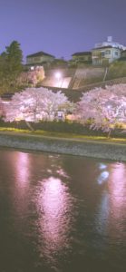 桜のライトアップ1