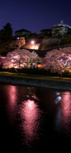 桜のライトアップ2