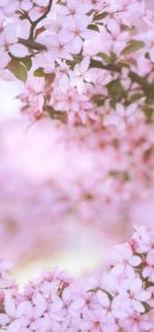 近くで見る桜1