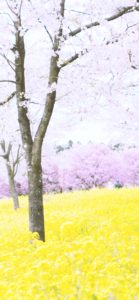 菜の花と桜1