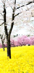 菜の花と桜2