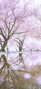 春の雨と桜1